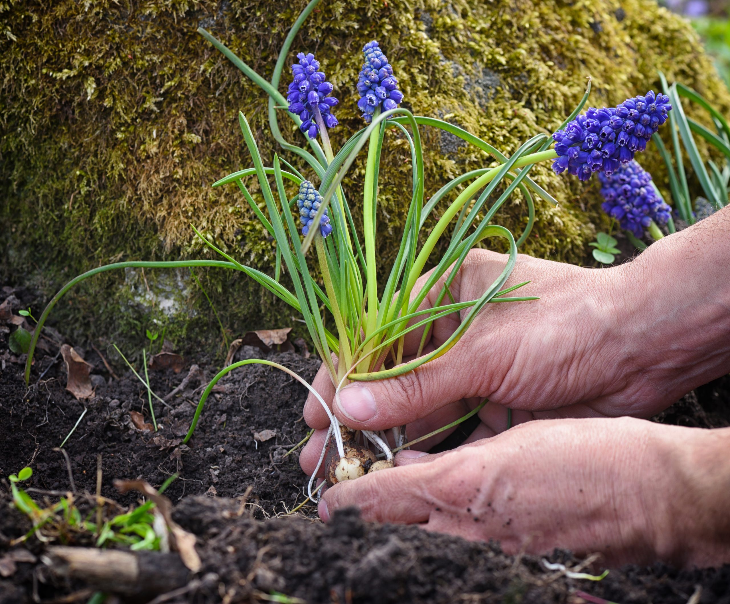 Midlands Compost - gardener planting muscari flowers in the garden sp 7BX23F5 scaled